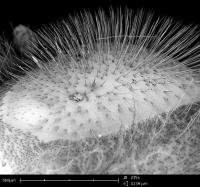 Microscopic Image of Eye Hair