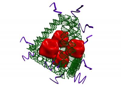 Synthetic Vaccine Complex