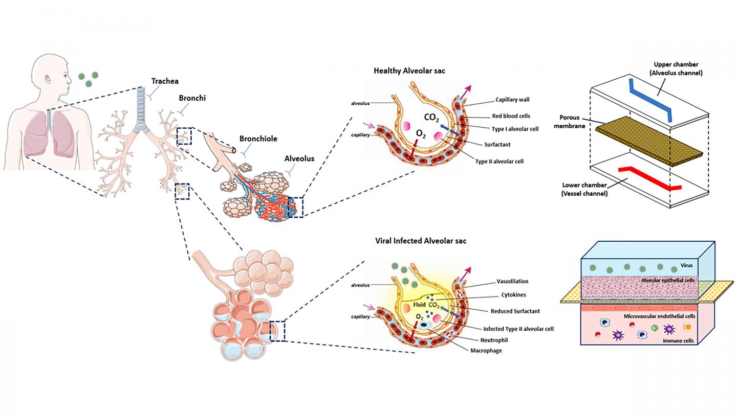 Simplified schematic model of the human lung