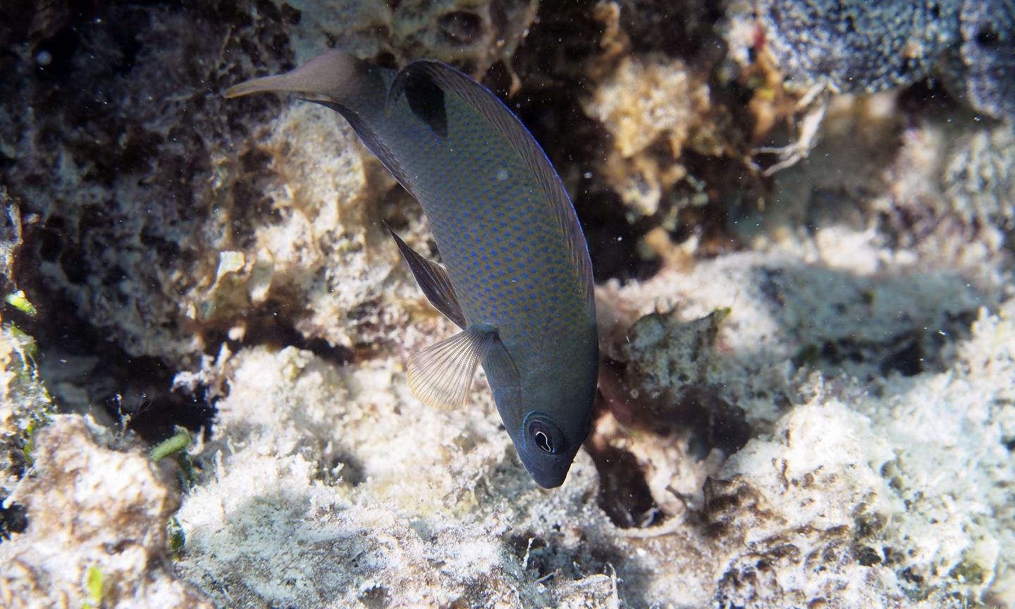 Brown Dottyback on Coral Rubble