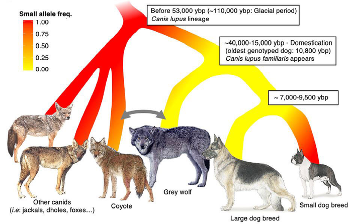 Small body size mutation in canids