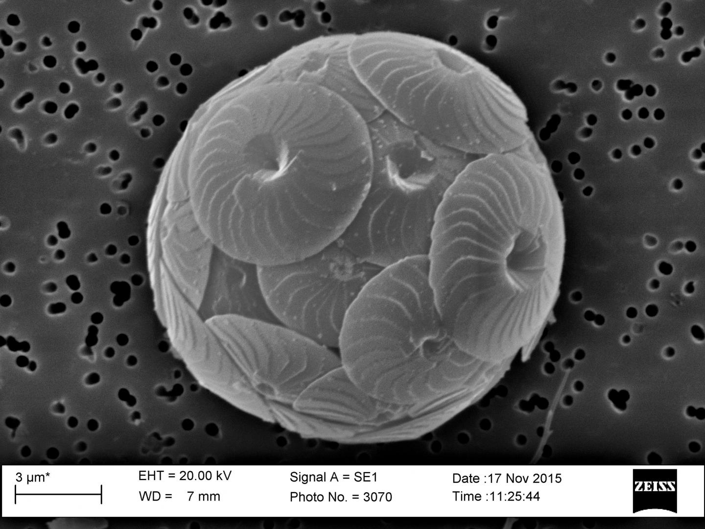 Increases in Certain Algae Could Impact Carbon Cycle (7 of 7)