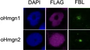 Change in nuclear distribution of oHmgn2