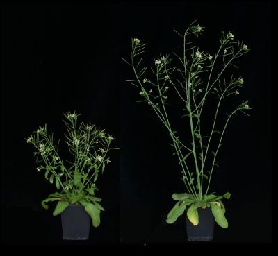 <i>Arabidopsis</i> Growth