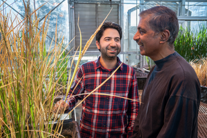 Rice Breeding Breakthrough to Feed Billions