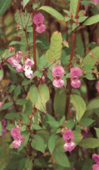 <I>Impatiens glandulifera</I>