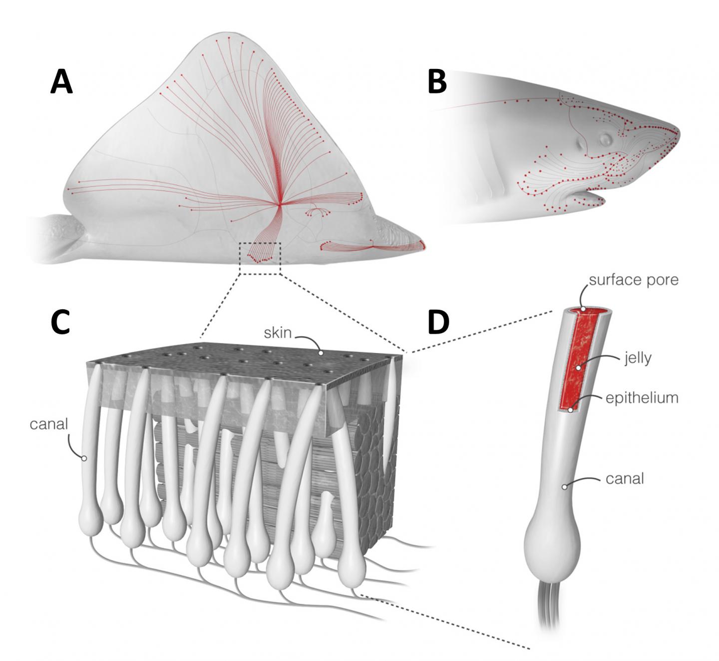 Ampullae of Lorenzini [IMAGE] EurekAlert! Science News Releases