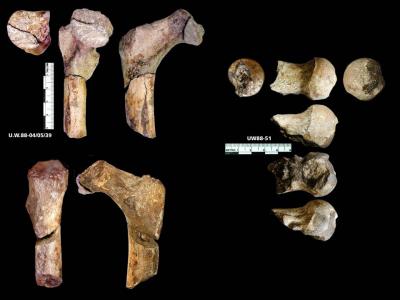 Human Evolution Takes a Twist With <i>Australopithecus sediba</i> (12 of 17)