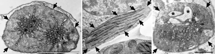 Comparison of the etioplast of a leaf segment of a control seedling grown in complete darkness before and after greening