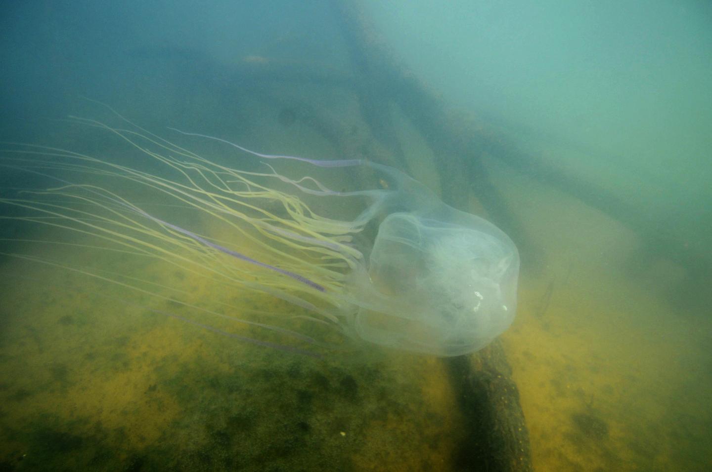 The Australian Box Jellyfish (<i>Chironex fleckeri</i>)