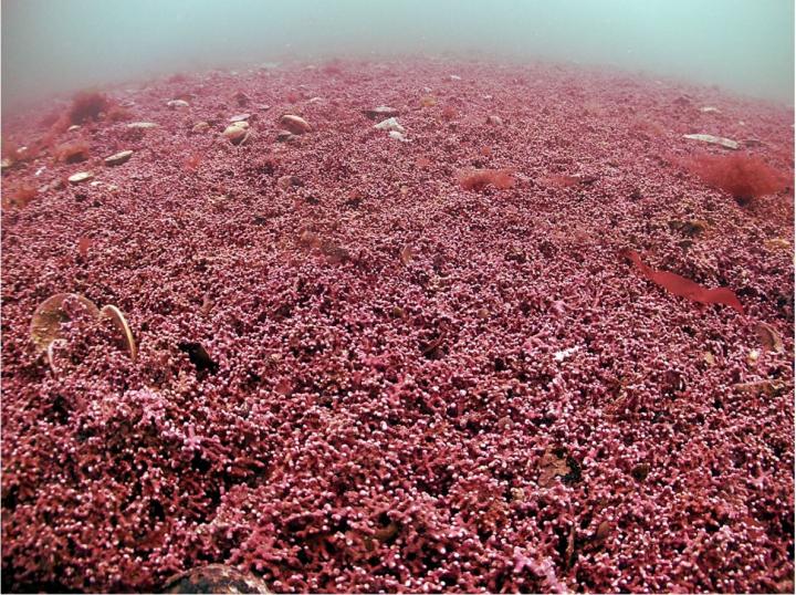Maerl in the Fal Estuary