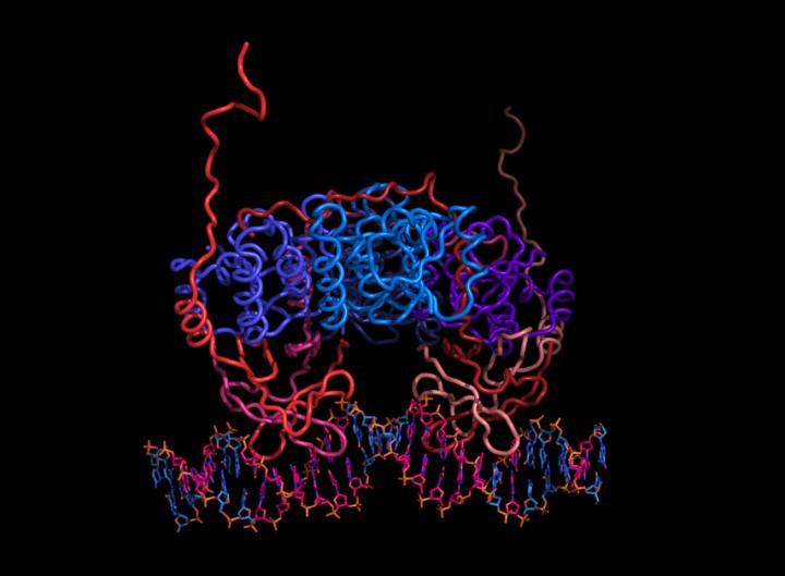 Caulobacter Crescent VapBC1 Protein Complex during DNA Binding