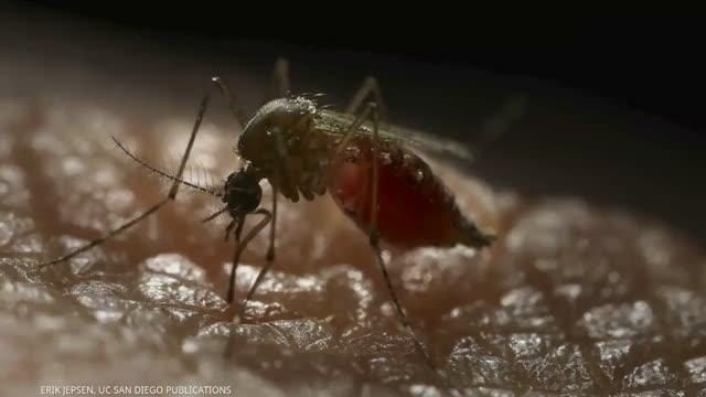 Researchers Engineer Mosquitoes That Repel Dengue Virus