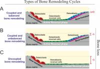 Types of Bone Remodeling Cycles
