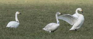 Bewick's swan with GPS tags