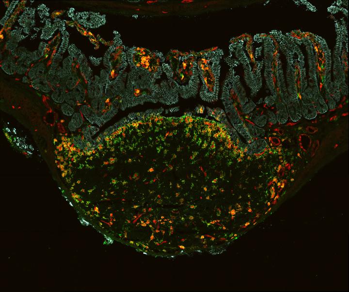 Dendritic Cell Production