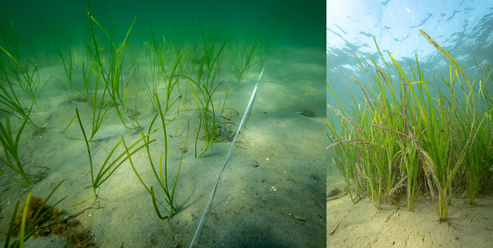 Eelgrass growth 250dpi photo Eduardo Infantes