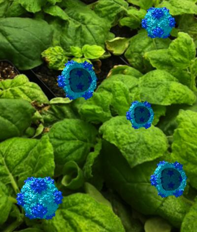 Magnified Cowpea Mosaic Virus Shells Superimposed On Tobacco Plants Used To Make Them