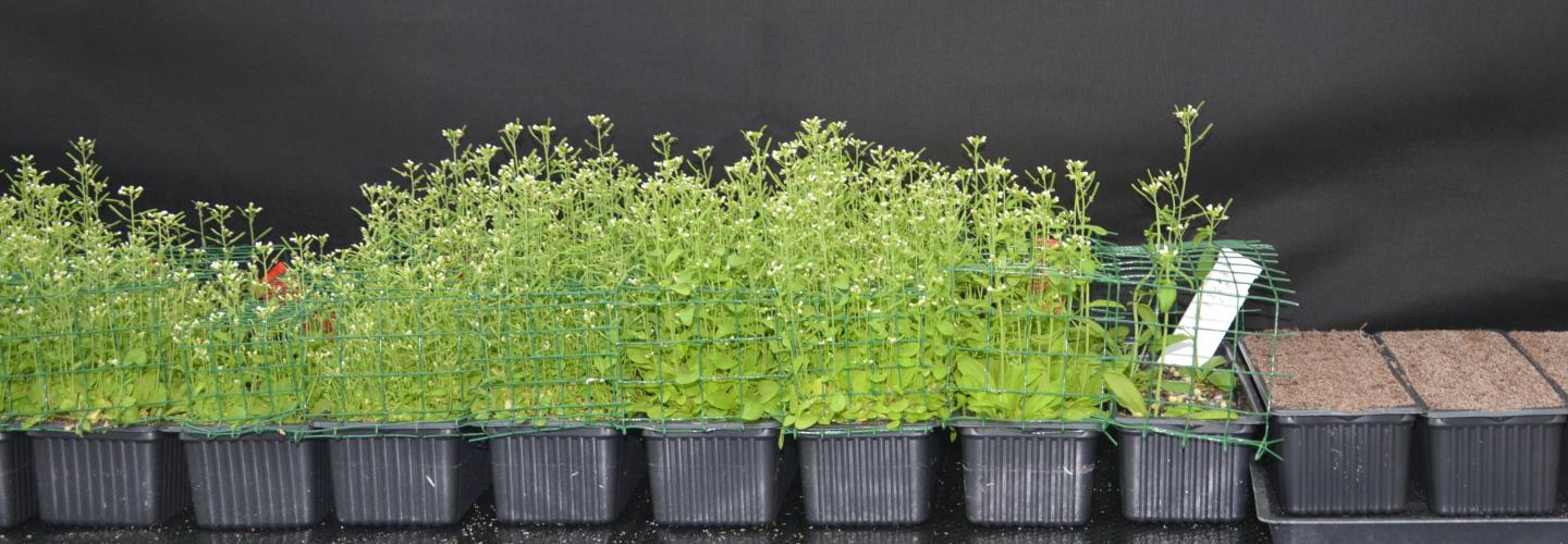 Continuous Landscape