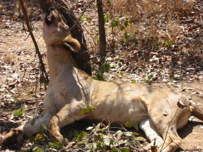 Lion Killed in Snare
