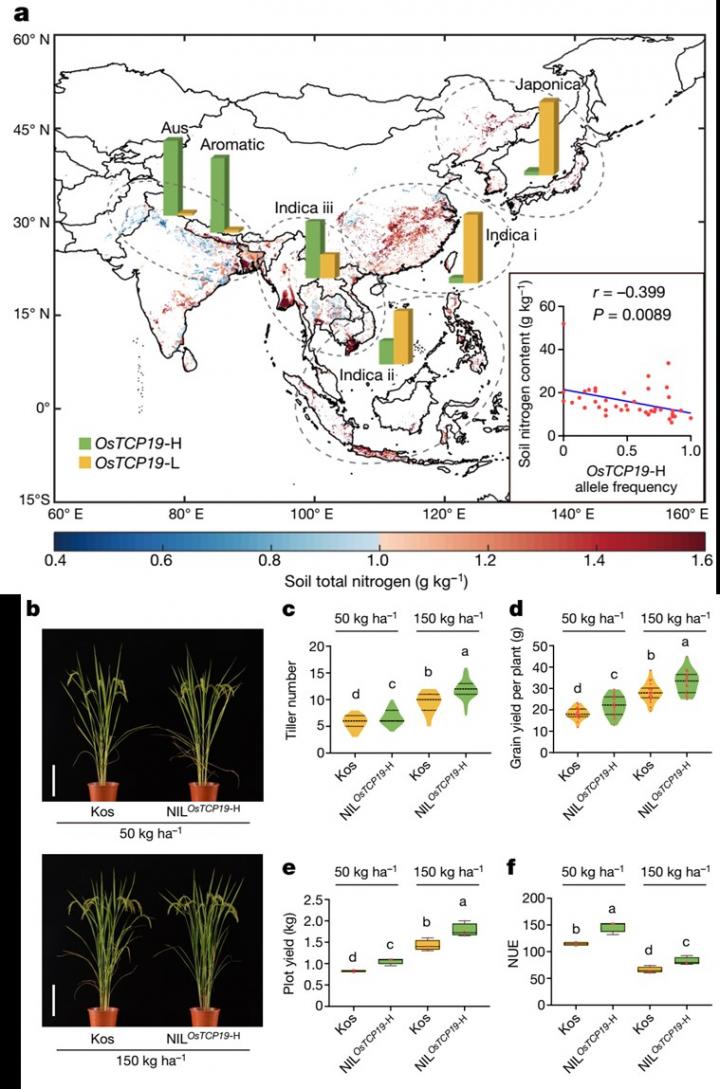 OsTCP19 has great potential in improving rice NUE