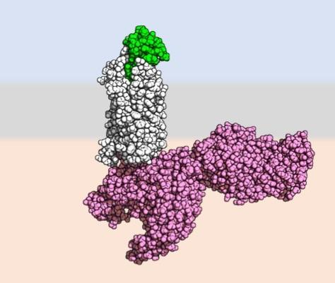 How Do Immune Cells Get Activated?