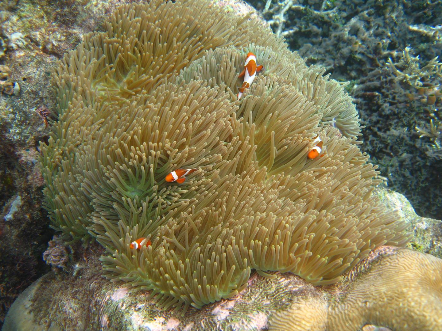 Three anemone fish at home