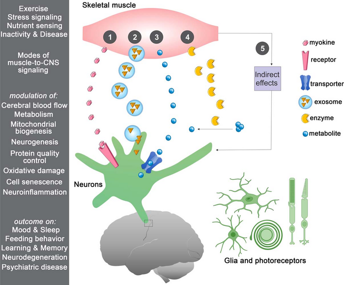 Multiple routes of muscle-to-CNS signaling