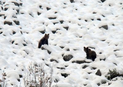 Female Cantabrian Bear and Young
