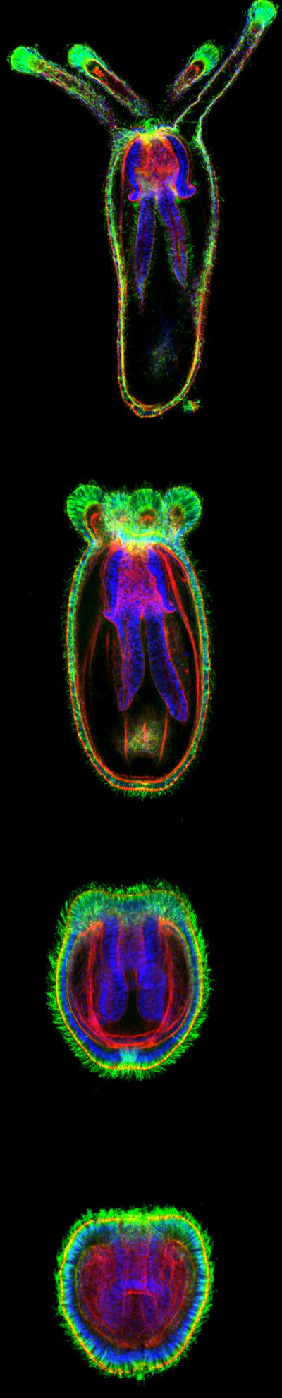 <i>Nematostella vectensis</i>