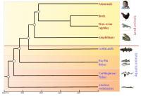 Coelacanth in the Phylogenetic Tree
