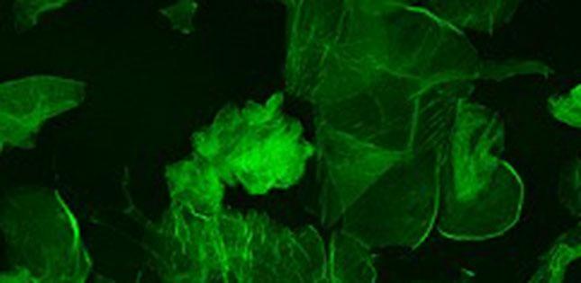 Engineers Uncover Biomechanical Effects of Skin Rubbing