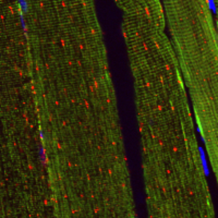 muscle tissue sections