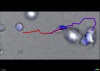Cells with overlapping tracks [VIDEO] | EurekAlert! Science News Releases