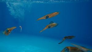 Squid teens being fed at the OIST Marine Science Station