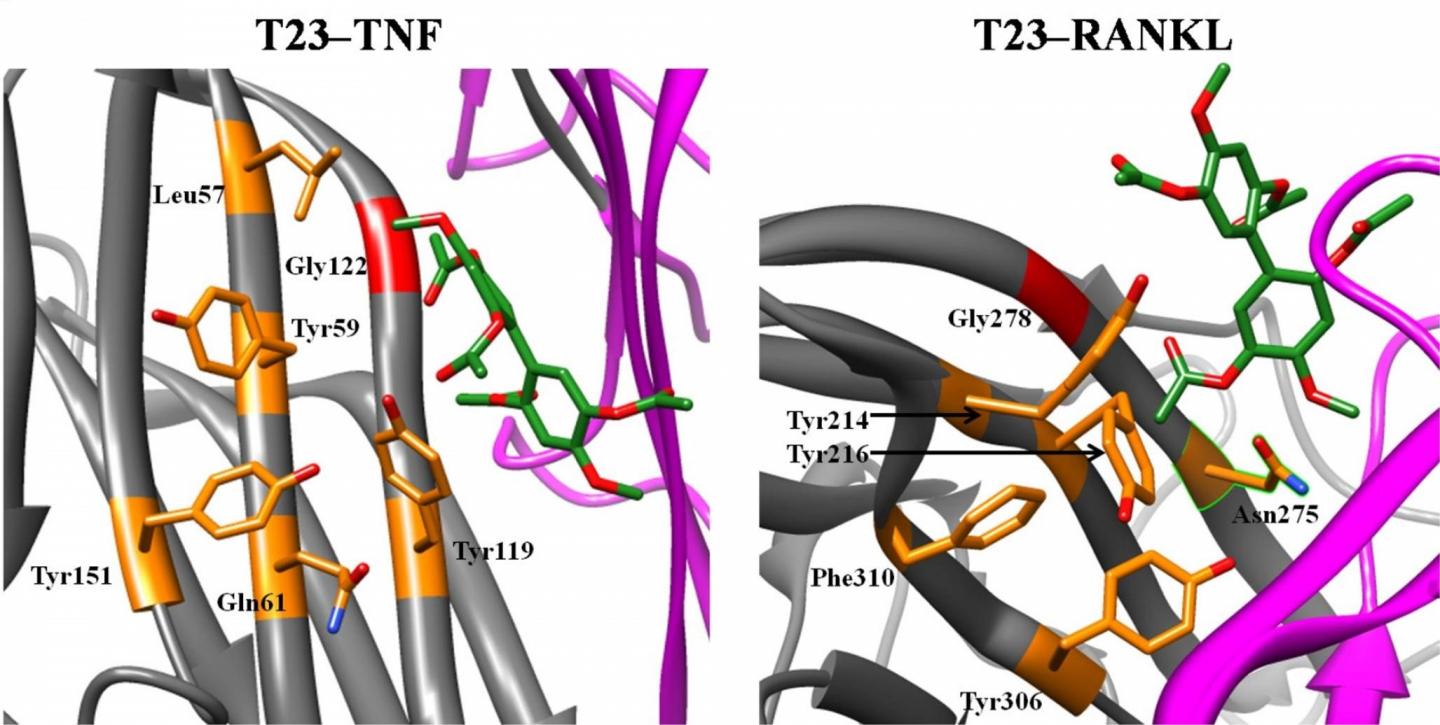 Scientists ID Two Molecules that Inhibit Proteins Involved in Chronic Inflammatory Disease