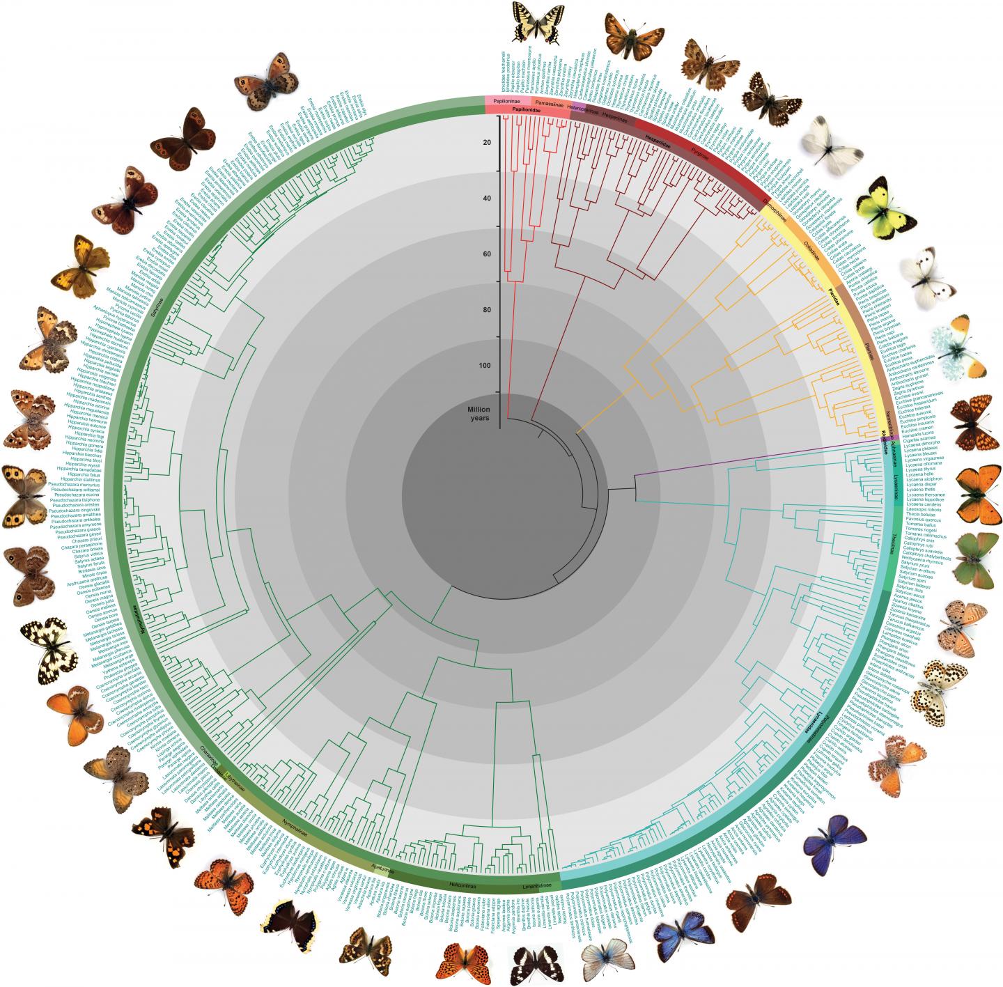 Relationships of the 496 Extant European Butterflies Over the Last 100 Million Years