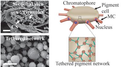 Internal Structure of Chromatophores