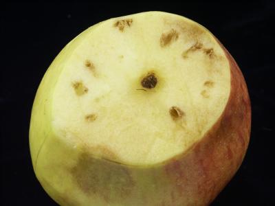 Spotty Apple Due to Poor Calcium Distribution