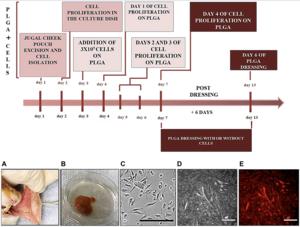 Leukopenia, weight loss and oral mucositis induced by 5-Fluorouracil in hamsters’ model: A regenerative approach using electrospun poly(Lactic-co-Glycolic Acid) membrane