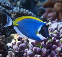 Tail Shape Predicts Depth Range in Reef Fishes