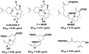 Scabrolide F and its synthetic intermediates