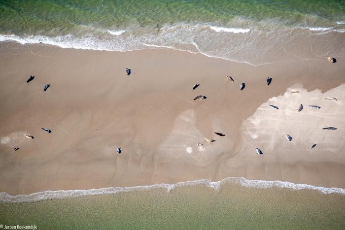 Aerial pictures of grey and harbour seals in the Dutch Wadden Sea