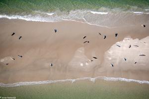 Aerial pictures of grey and harbour seals in the Dutch Wadden Sea