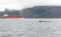 Whale Near Vessel