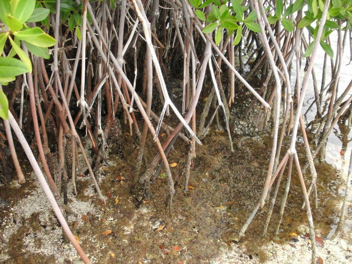 Baja California Sur mangroves