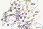 Understanding the Molecular Basis for Schizophrenia