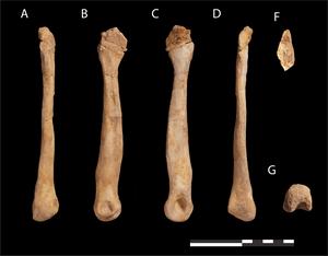 Fossil abelisaur metatarsal