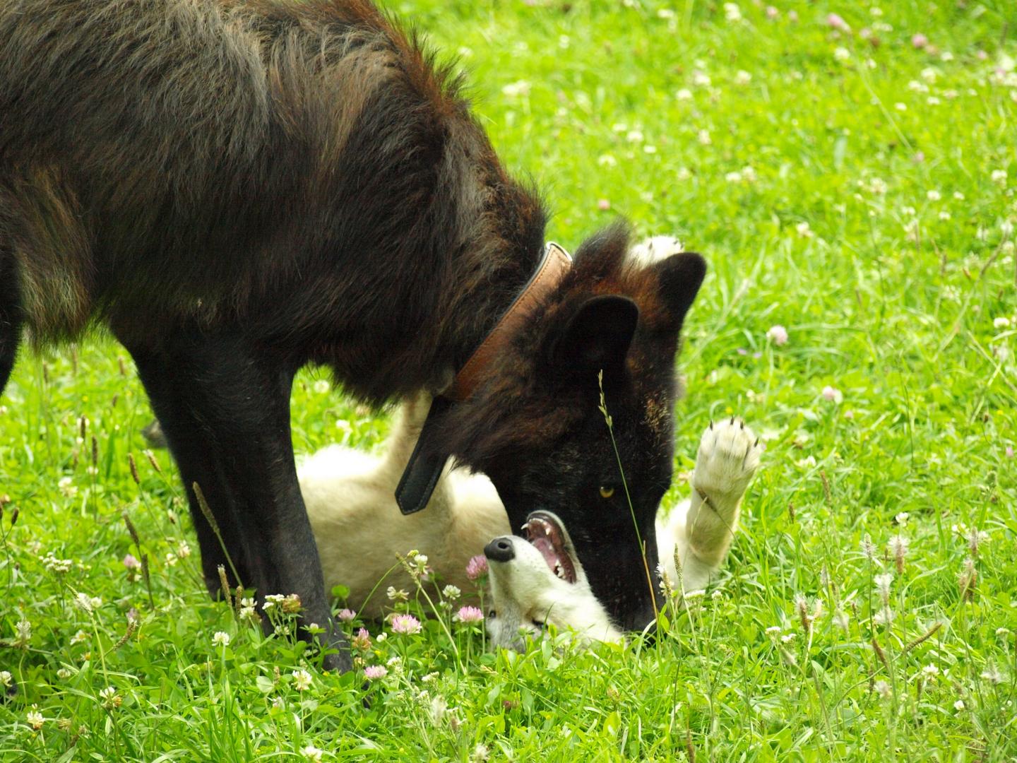Wolf Pups More Likely to Play on Equal Terms with Similarly Aged Partners