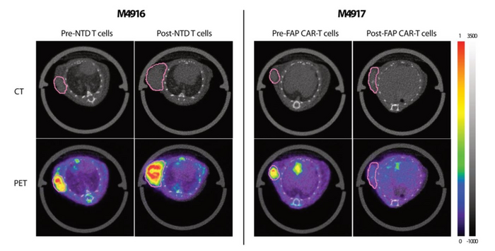 Representative 18F-AlF-FAPI-74 PET/CT images showed statistical differences in tracer uptake between non-transduced (NTD) T cell-treated (left, M4916) and FAP CAR T cell-treated (right, M4917) animals.